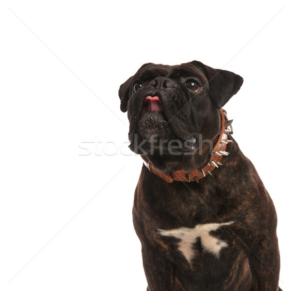 close up of adorable black boxer looking up to side Stock photo © feedough