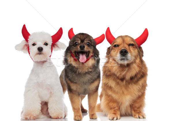 three adorable dogs dressed as devil for halloween Stock photo © feedough