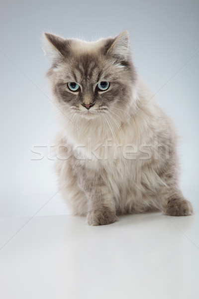 Cute gato ojos azules posando estudio Foto stock © feedough