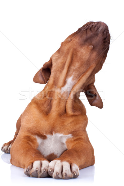 seated Puppy of Dogue de Bordeaux Stock photo © feedough