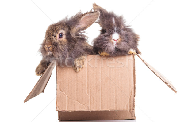 Two adorable lion head rabbit bunnys sitting  Stock photo © feedough