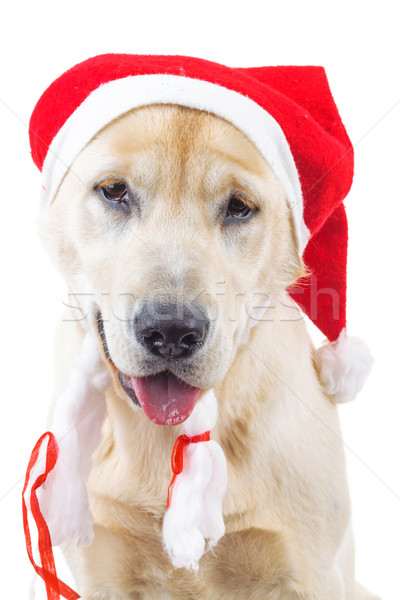 Stockfoto: Cute · labrador · retriever · kerstman · hoed