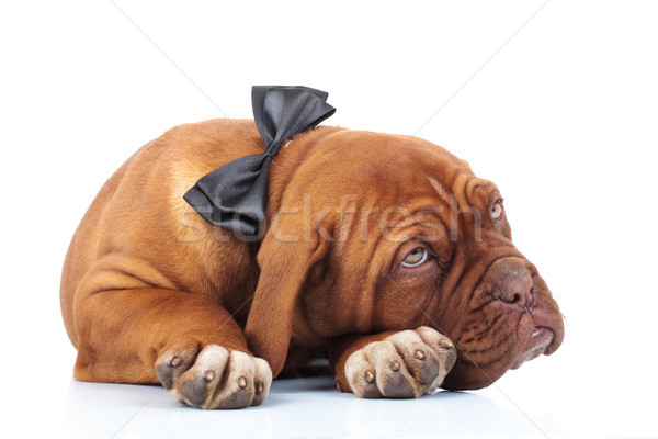 tired dogue de brdeaux puppy wearing bowtie is resting Stock photo © feedough