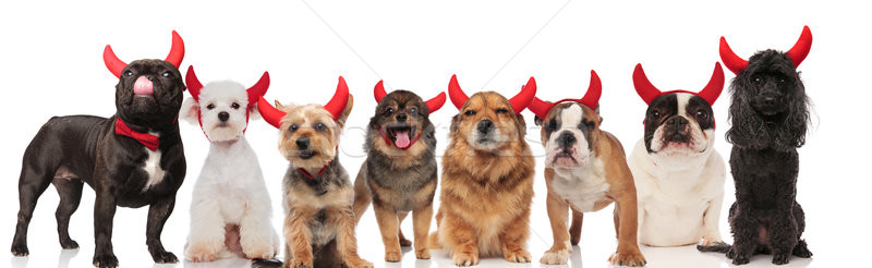 adorable team of eight dogs dressed as devil Stock photo © feedough