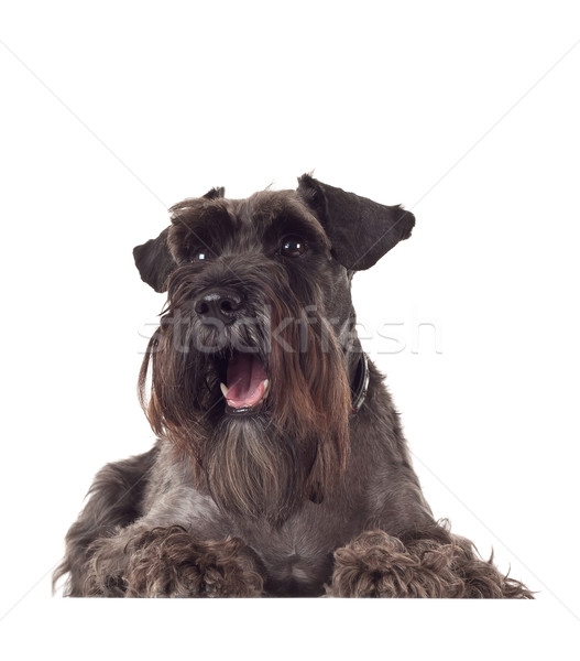 Piccolo singolare schnauzer anno bianco nero Foto d'archivio © feedough