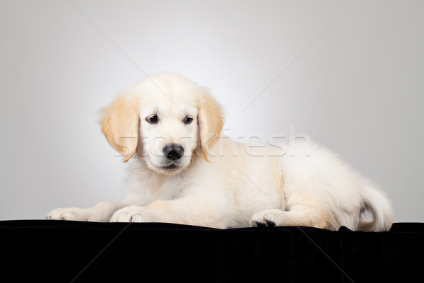 Labrador Retriever puppy Stock photo © feedough
