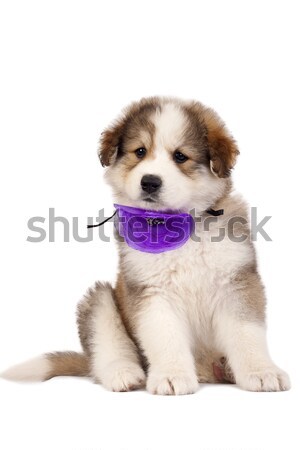 puppy Stock photo © feedough