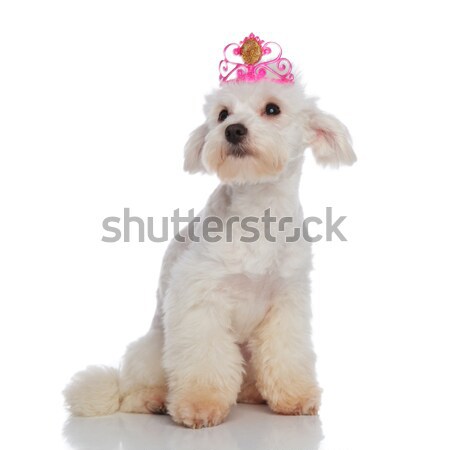 lovely crowned bichon looks to side while sitting Stock photo © feedough