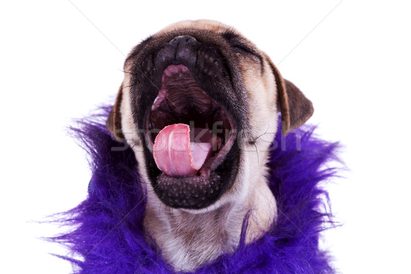 screaming pug puppy dog Stock photo © feedough