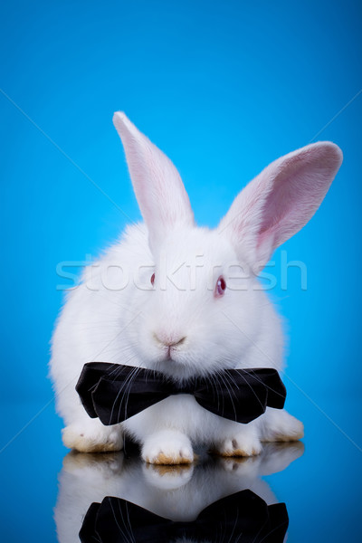 Czerwony biały bunny szyi łuk Zdjęcia stock © feedough