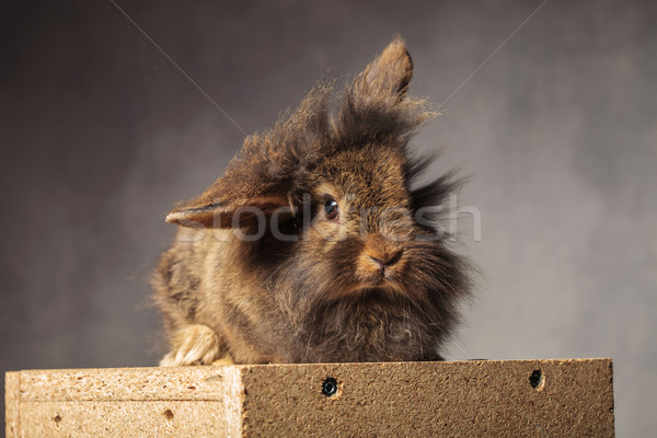 Cute brown lion head rabbit bunny sitting  Stock photo © feedough