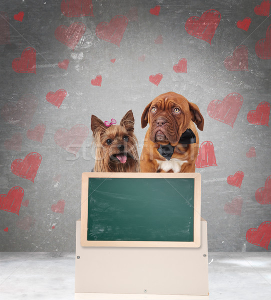 Stock photo: happy couple of in love dogs with a blank greenboard