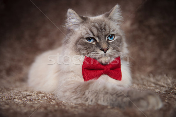 elegant beautiful cat wearing red bowtie Stock photo © feedough