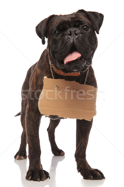black boxer with billboard around neck panting while standing Stock photo © feedough