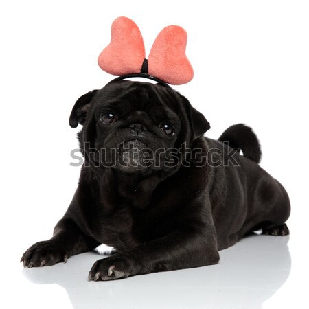 adorable panting french bulldog with red bowtie looks up Stock photo © feedough