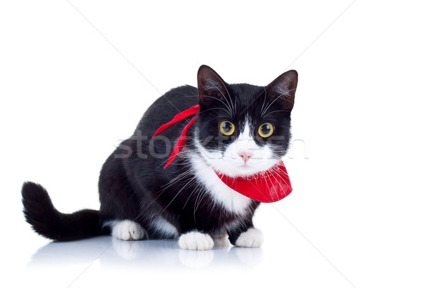 Benachrichtigung schwarz weiß Katze Bild weiß schwarz Stock foto © feedough