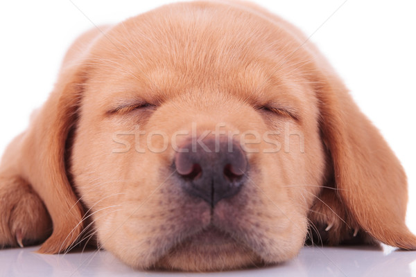 Foto stock: Cabeça · adormecido · labrador · retriever · cachorro · cão · quadro