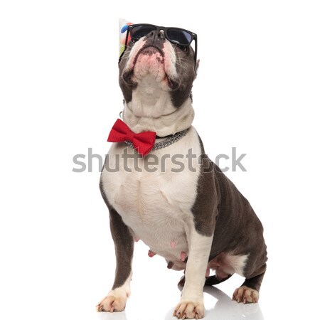 Französisch Bulldogge tragen hat rot Blume Stock foto © feedough
