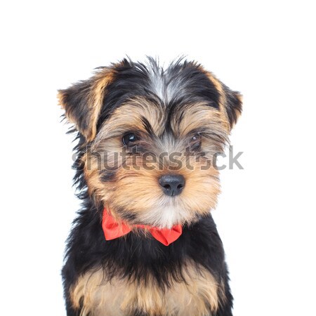 closeup of a little yorkie wearing bowtie Stock photo © feedough