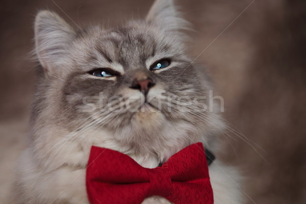 Arrogáns úriember macska visel piros közelkép Stock fotó © feedough