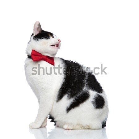 側面図 好奇心の強い 猫 後ろ 座って ストックフォト © feedough