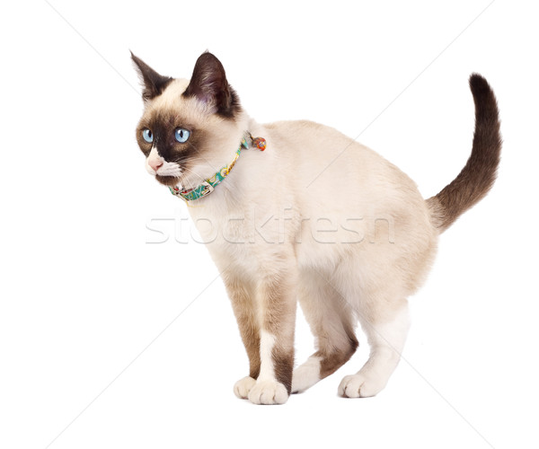 Foto stock: Gato · siamés · Foto · listo · atacar · blanco · ojos