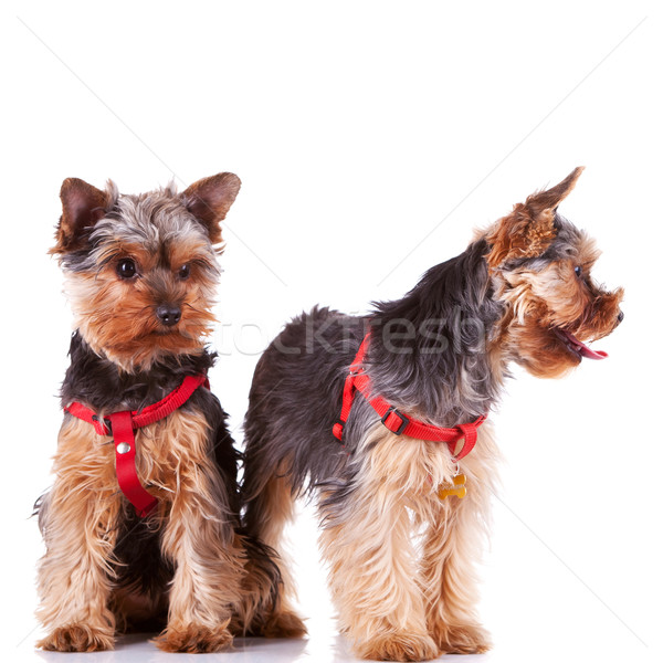 Dos yorkshire cachorro perros mirando lado Foto stock © feedough