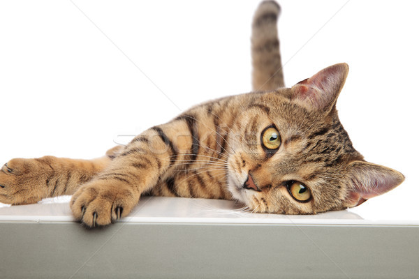 adorable tabby british fold lying on one side Stock photo © feedough