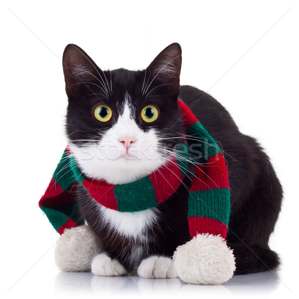 Сток-фото: черно · белые · кошки · зима · шарф · Cute