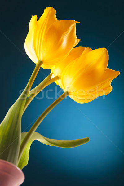 [[stock_photo]]: Belle · tulipes · vase · photos · trois · fraîches