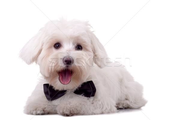 maltese dog Stock photo © feedough