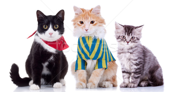 Trois curieux assis chats regarder caméra [[stock_photo]] © feedough