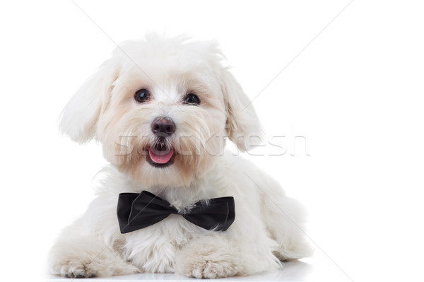 panting white bichon puppy wearing bowtie Stock photo © feedough