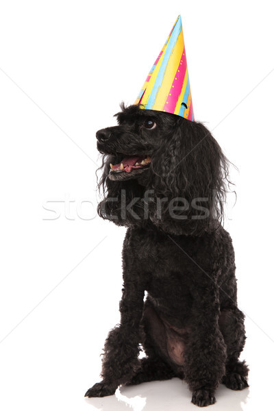 panting poodle wearing birthday hat looks up to side Stock photo © feedough