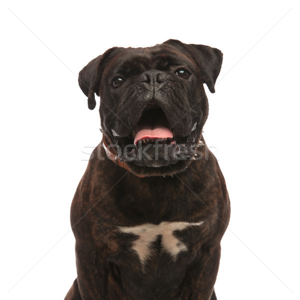 close up of adorable black boxer opening its mouth Stock photo © feedough