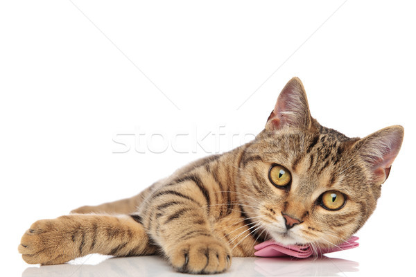 adorable british fold with pink bowtie lying on side Stock photo © feedough