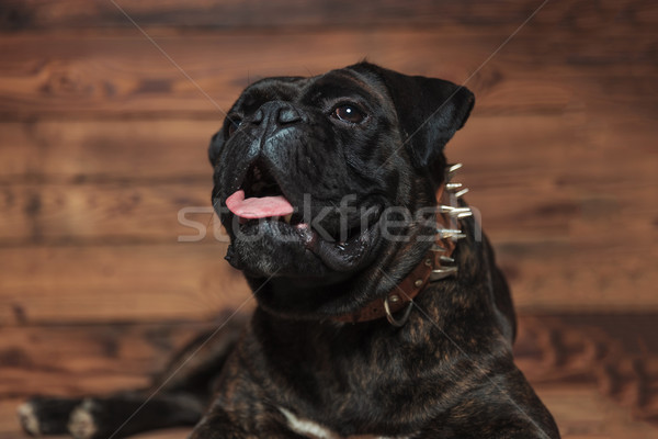 curious panting boxer looks up to side while lying Stock photo © feedough