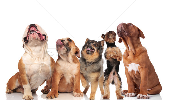 five adorable dogs panting and looking up Stock photo © feedough