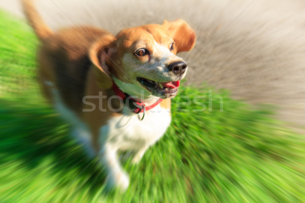 Funny beagle puppy dog with surprised face expression Stock photo © feelphotoart