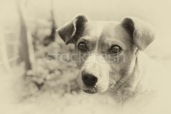 Stock fotó: Utca · kutya · szomorú · aranyos · imádnivaló · szemek