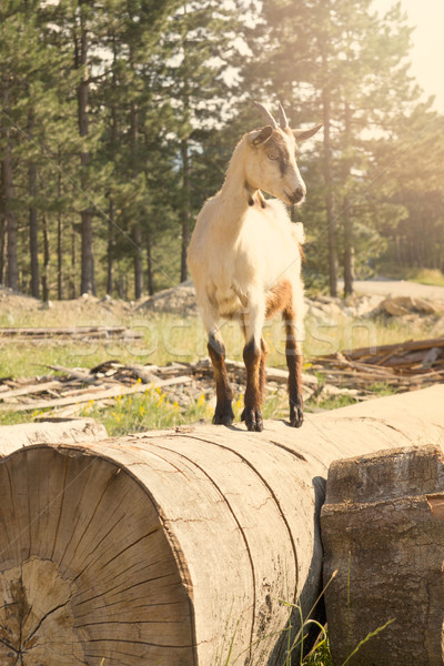 goat in nature standing on the tree Stock photo © feelphotoart