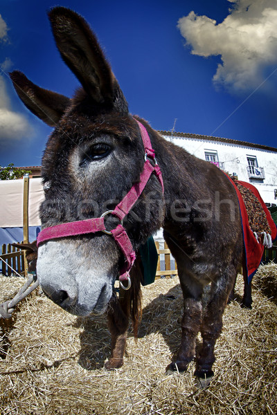 Ezel gezicht gras paard Stockfoto © Fernando_Cortes