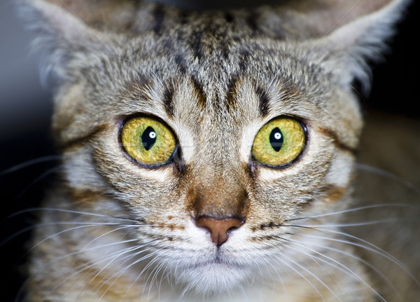 Kedi yavrusu kedi korkmuş gözler arka plan Stok fotoğraf © Fernando_Cortes