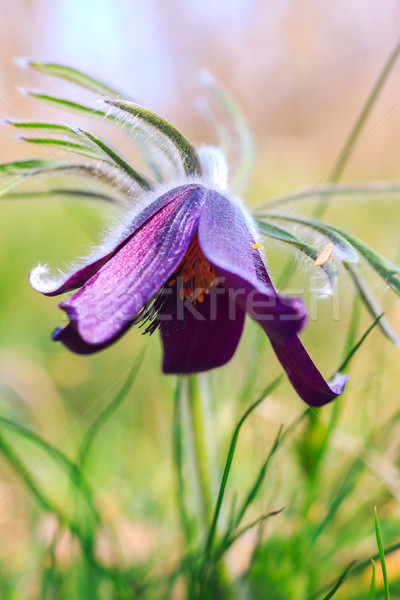 A group of Pulsatilla Stock photo © Fesus