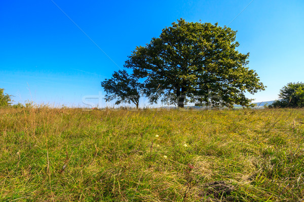 Solitario roble pradera Hungría árbol verano Foto stock © Fesus