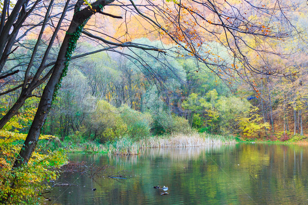 Autumn lake Hamori-Hungary Stock photo © Fesus