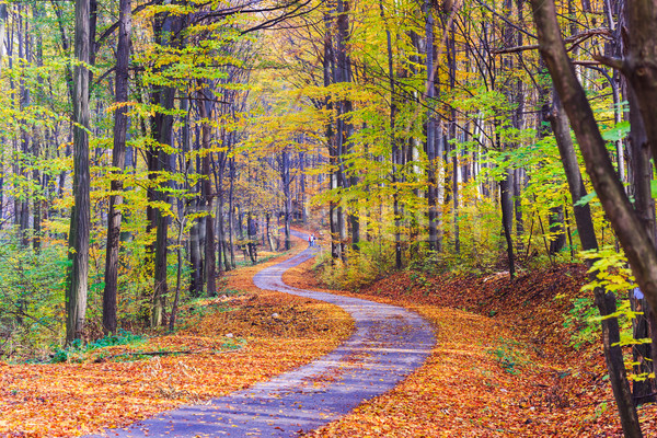 Footpath winding through colorful forest Stock photo © Fesus