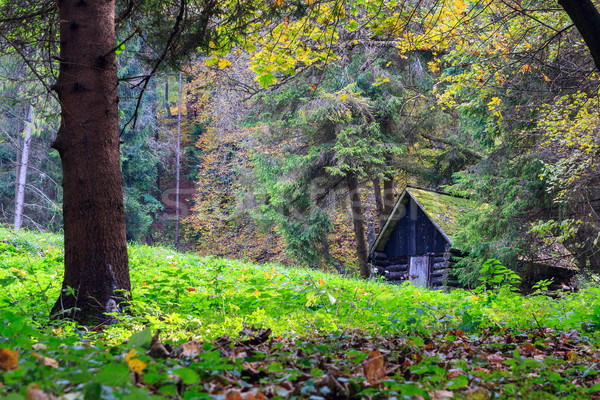 Autumn forest Stock photo © Fesus