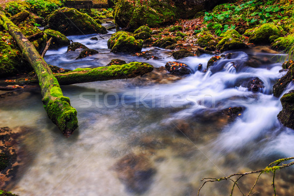 River cascade in a forest in Transylvania mountains Stock photo © Fesus