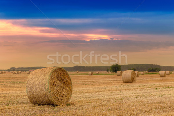 Straw bales with dramatic sky Stock photo © Fesus